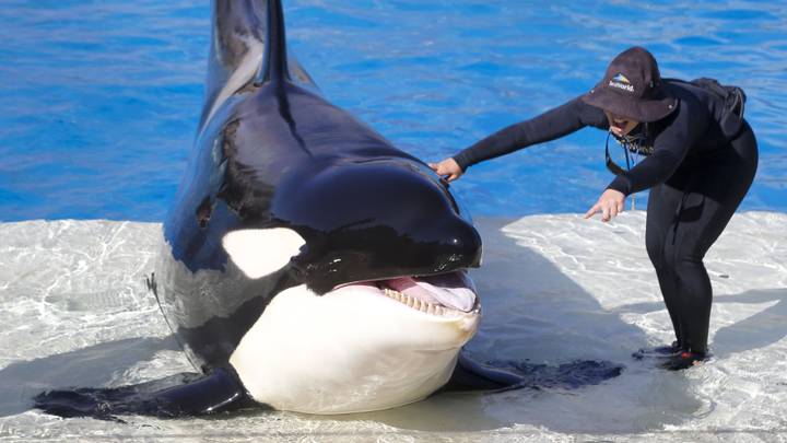 Virgin Holidays Axes SeaWorld From Its Packages And It’s About Time