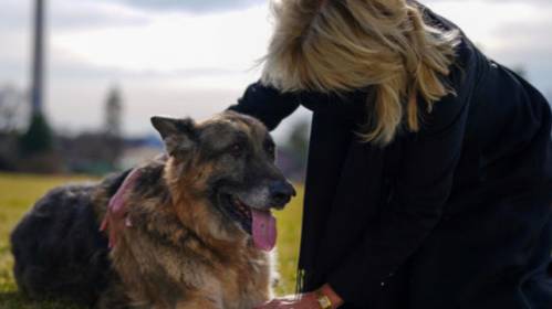 President Joe Biden's Dogs Major And Champ Arrive At The White House For First Time