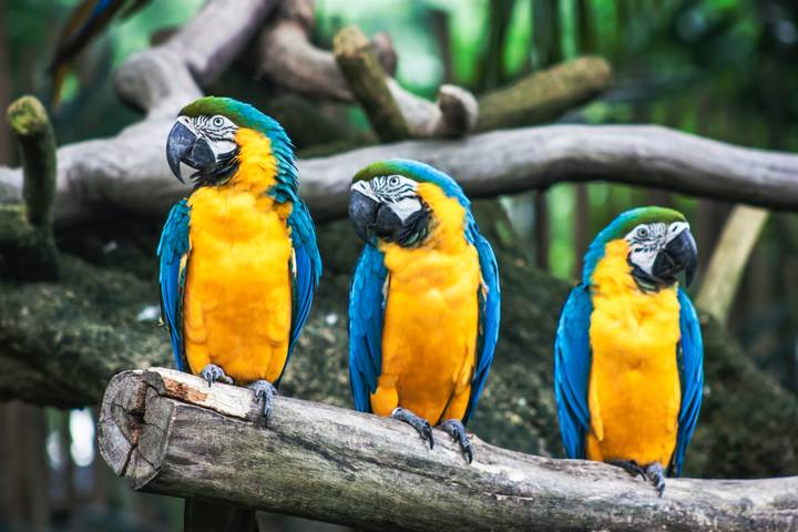 Parrots Removed From UK Wildlife Park For Swearing At Customers