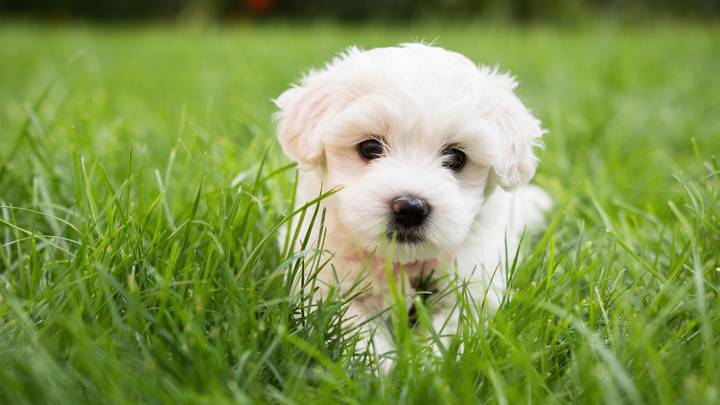 Vet Issues Warning About Deadly Effect Of Grass Seeds On Dogs