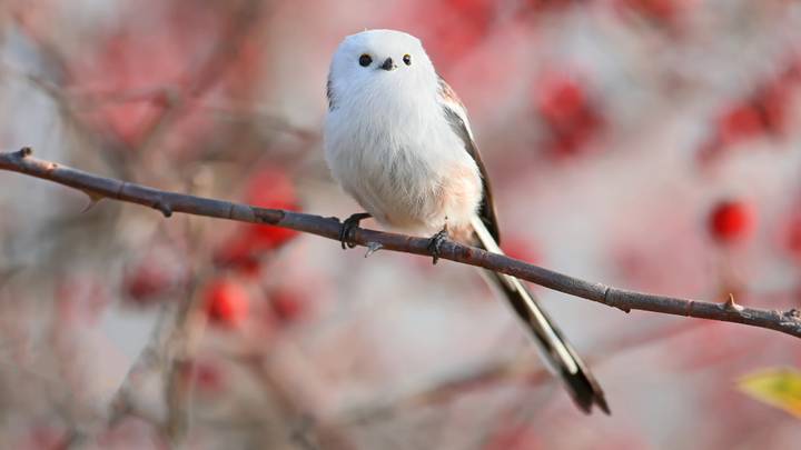 These Adorable Tiny Birds Look Like Cotton Balls