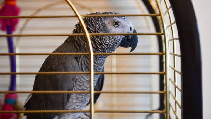 Firefighters Make Emergency Visit To Household After Parrot Was Confused With A Smoke Alarm