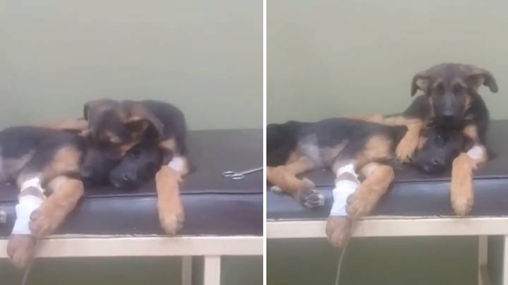 Adorable Puppy Refuses To Leave Poorly Sister's Side During Trip To The Vets