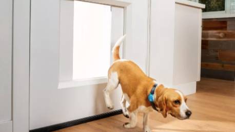 Dog door with hot sale sensor