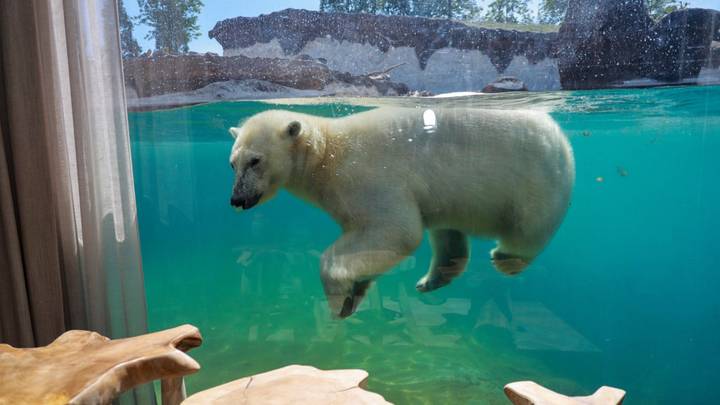 You Can Now Stay In A Hotel Overlooking Polar Bears