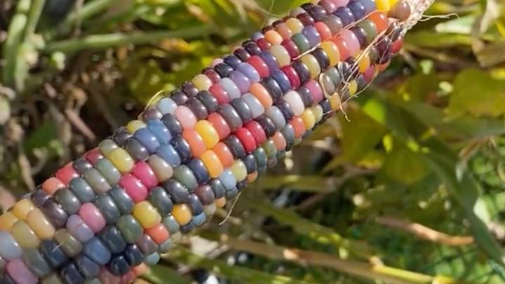 People Are Going Mad For Glass Gem Corn