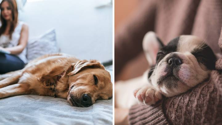 Expert Explains Adorable Reason Why Dogs Sleep On Their Side