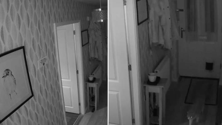 Cat Owners Stunned As It 'Says Hello' While Entering Cat Flap
