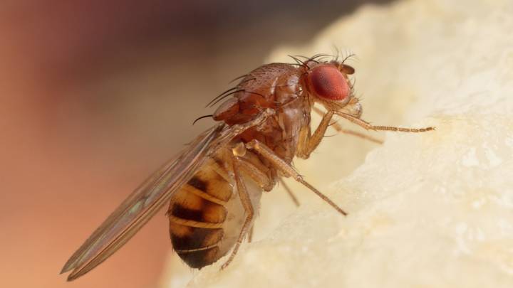 Woman Shares Clever Hack To Get Rid Of Fruit Flies