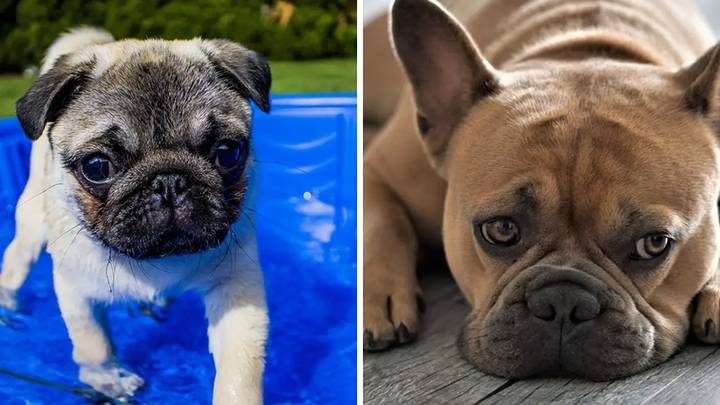 Dog Owners Divided Over Plans To Ban Pugs and French Bulldogs