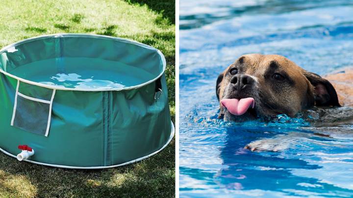 Aldi Is Selling A Pop-Up Pet Pool And We're Ready For Summer Now