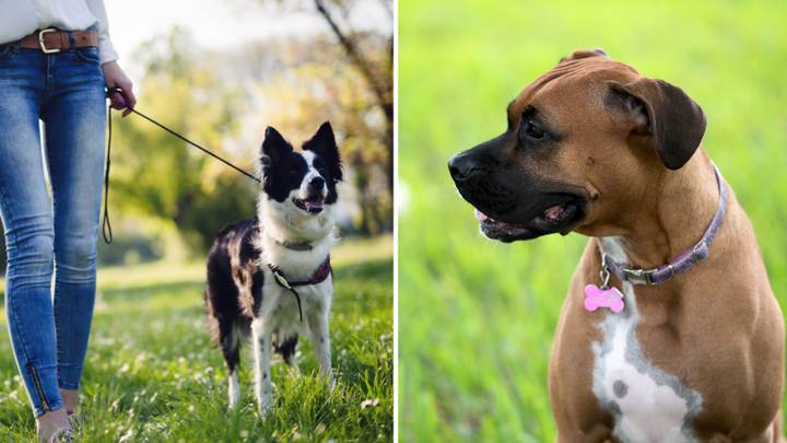 Dog Owners Could Face £2,000 Fine For Making This Key Mistake