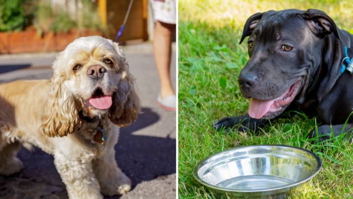 Super Important Seven-Second Test Will Tell You If It's Too Hot To Walk Your Dog
