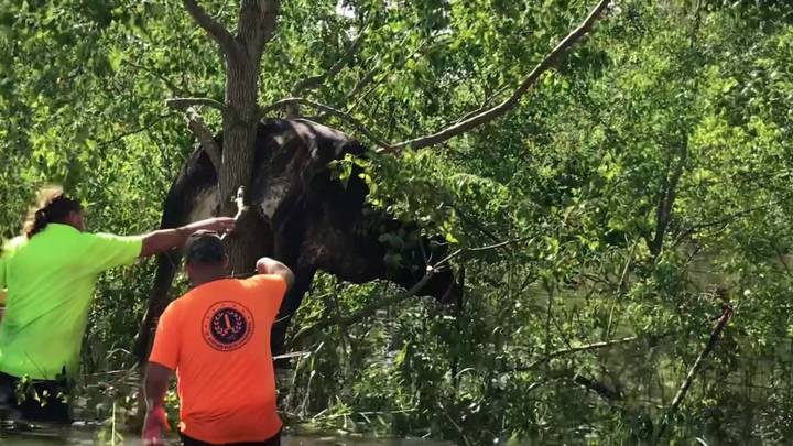 Moment A Cow Had To Be Rescued After Getting Stuck Up A Tree