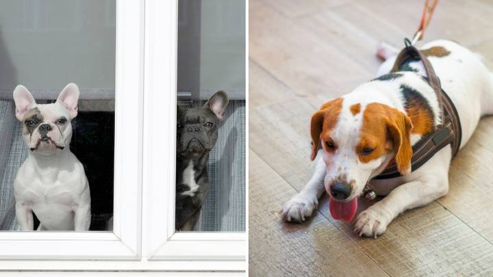 RSPCA Warns About Leaving Your Dog In Specific Rooms Of The House During Heatwave