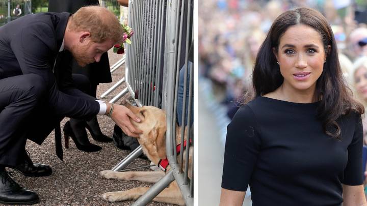 Labrador 'comforted' Prince Harry and Meghan as they met well-wishers in Windsor