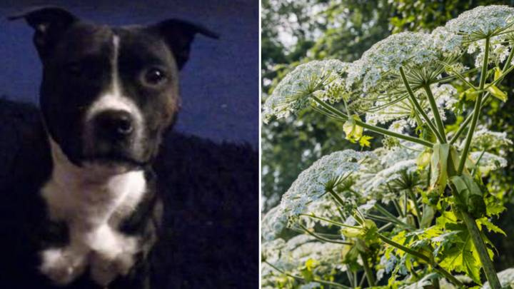 Dog Dies After Being Stung By Britain's 'Most Dangerous' Plant