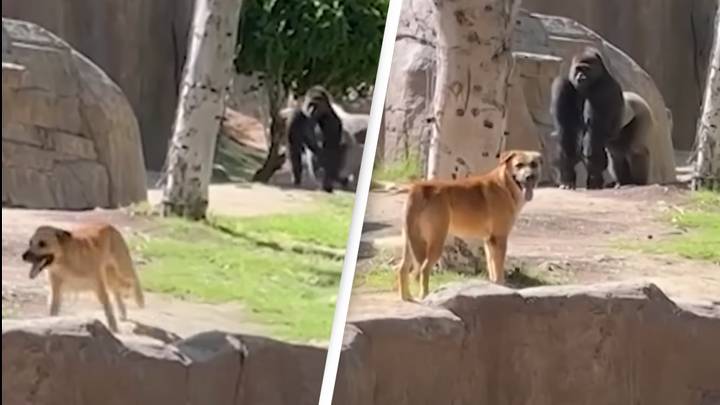 People Shocked After Stray Dog Sneaks Into Gorilla Enclosure At Zoo