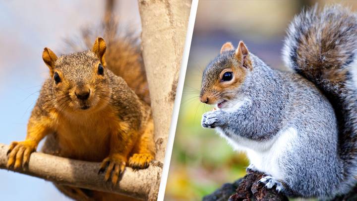Man In Hospital With 'Significant Injuries' After Being Attacked By Squirrel