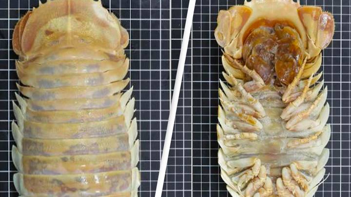 New 'alien' deep-sea crustacean discovered off the Gulf of Mexico