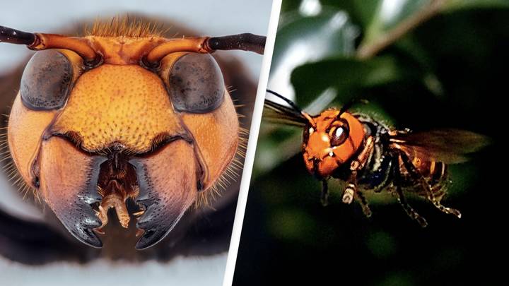 Murder Hornets Are Rebranding With A Less Offensive New Name