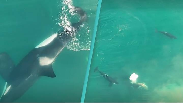 Pod Of Orca Whales Seen Attacking And Killing Great White Shark