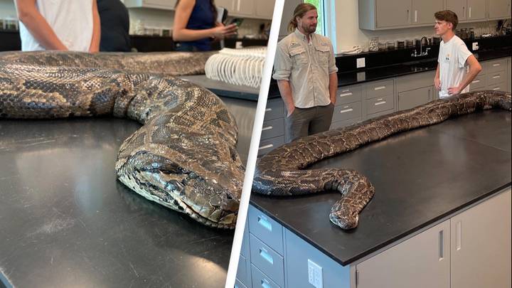 215-Pound Python Seized By Scientists Breaks Record