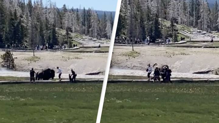 Enormous Bison Gores Man After He Rescues Boy From Its Path In Yellowstone Park