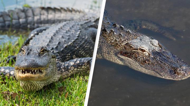 Florida Man Bitten By Alligator After Mistaking It For Dog