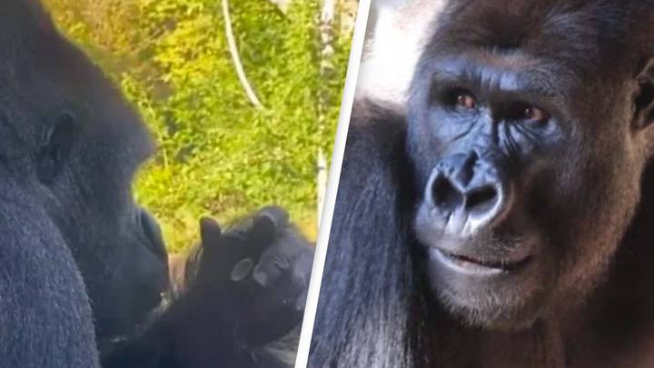 Gorilla With Phone Addiction Is Having Screen Time Cut Down