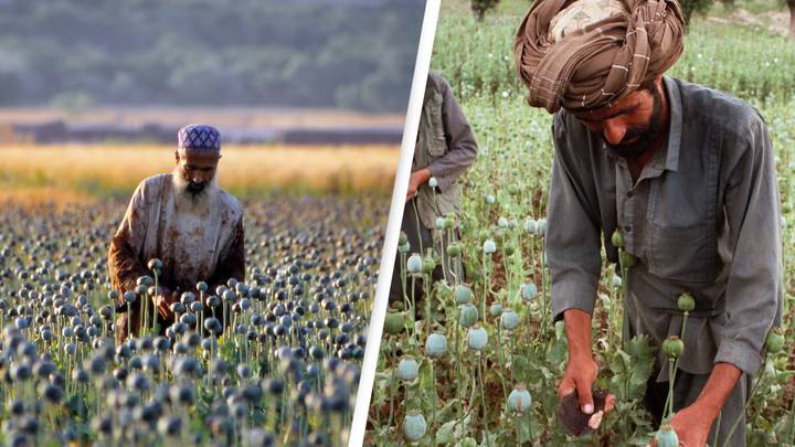 Taliban Bans Poppy Production In Afghanistan