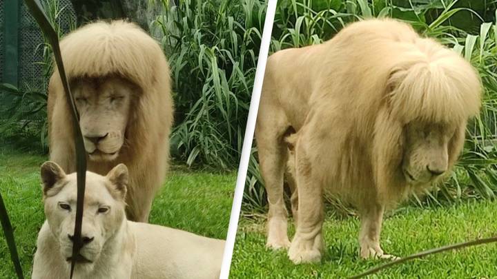 Chinese Zookeepers Deny Giving Lion Straight Bangs