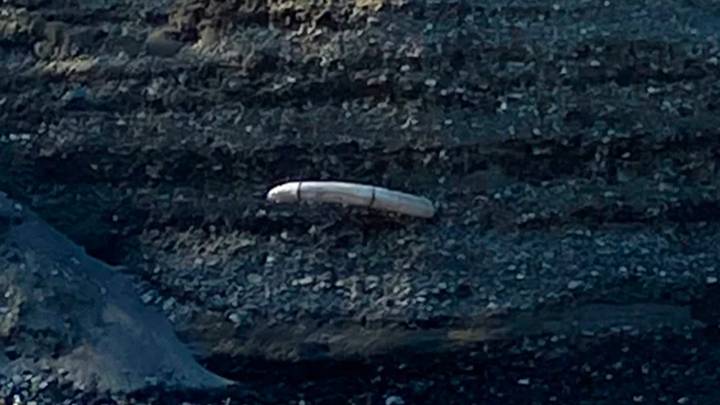 Mammoth Tusk Spotted Protruding From Riverbank In Alaska