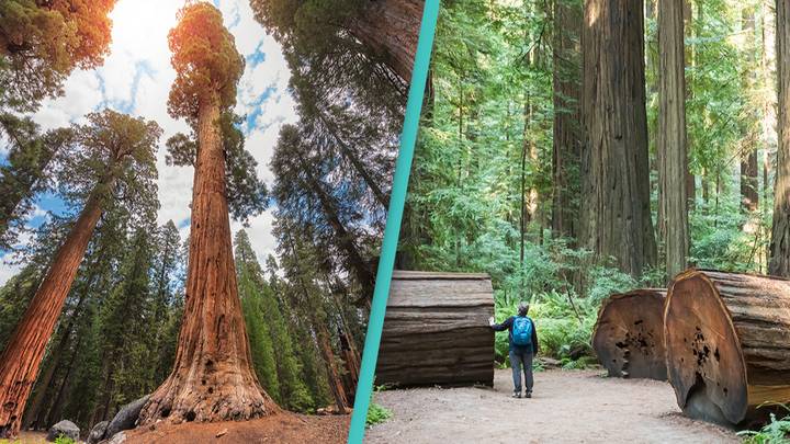 Visitors Caught Near World’s Largest Tree Now Face Prison Sentence
