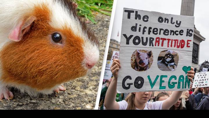 Vegans Call For 'Guinea Pigs To Be Fined For Not Being Pigs' In Hilarious Response To ‘Meaty Terms’ Ban