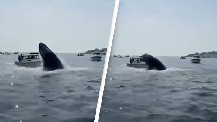 Heart-Stopping Moment Breaching Whale Lands On Man's Boat