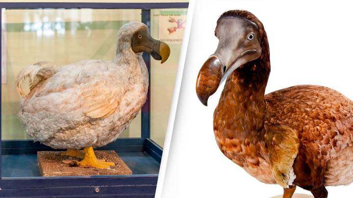 The Dodo Could Be Brought Back To Life After Major DNA Breakthrough