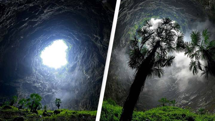 Huge Ancient Forest World Discovered 630 Feet Down Sinkhole In China
