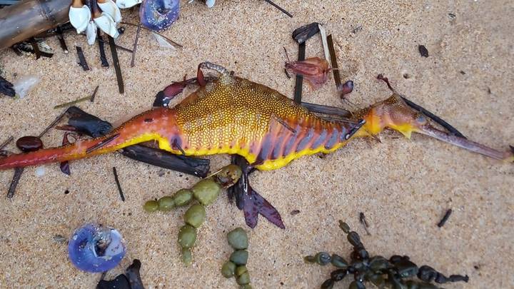 Strange Colourful Creatures Wash Up On Australian Shores Following Record Rainfall