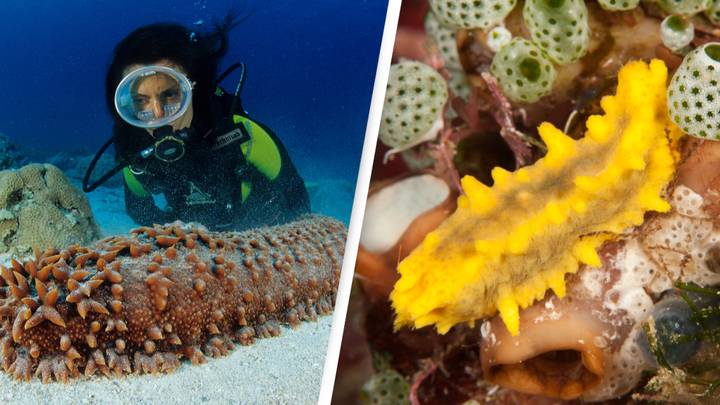 Why People Are Risking Their Lives Diving For Sea Cucumbers