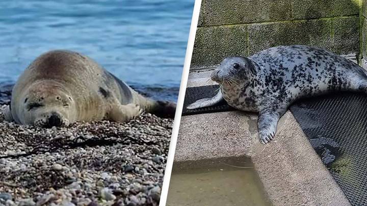 Seal Being Sent To Rehab Over Addiction To Humans
