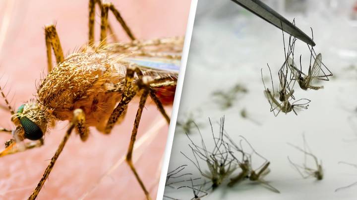 Millions Of 'Gene-Hacked' Mosquitoes Set To Be Released In California
