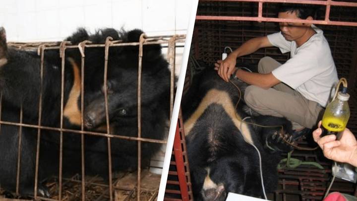 Bears Tortured In Bizarre Practice In Asia