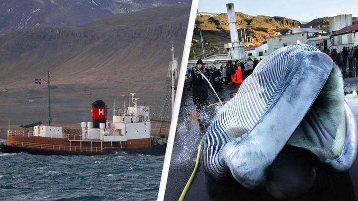 Whale Hunting Has Returned To Iceland