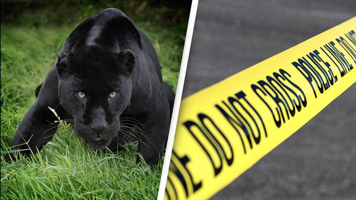 Teenager Shot Dead By Boyfriend After Being Mistaken For A Panther In Prank Gone Wrong