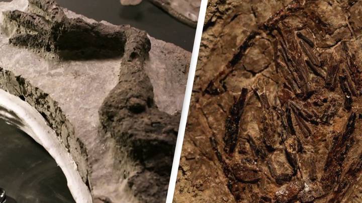 Fossil Of Dinosaur That Was Killed On The Day Giant Asteroid Hit Earth Found By Scientists