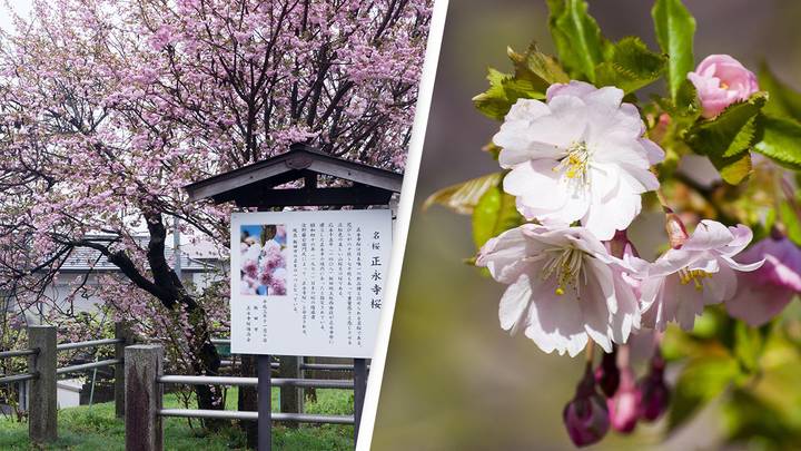 Japan’s Cherry Blossoms Are Blooming Earlier Because Of Climate Crisis