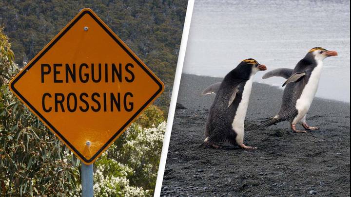 Mystery As Dozens Of Beheaded Penguins Wash Up On Australian Beaches