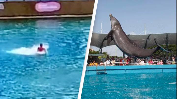 Dolphin Attacks Trainer And Drags Her Underwater At Controversial Seaquarium