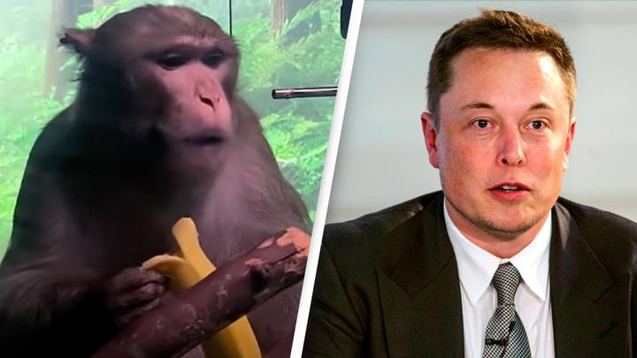 Elon Musk's Neuralink Brain Chip Reportedly Subjected Monkeys To 'Extreme Suffering'